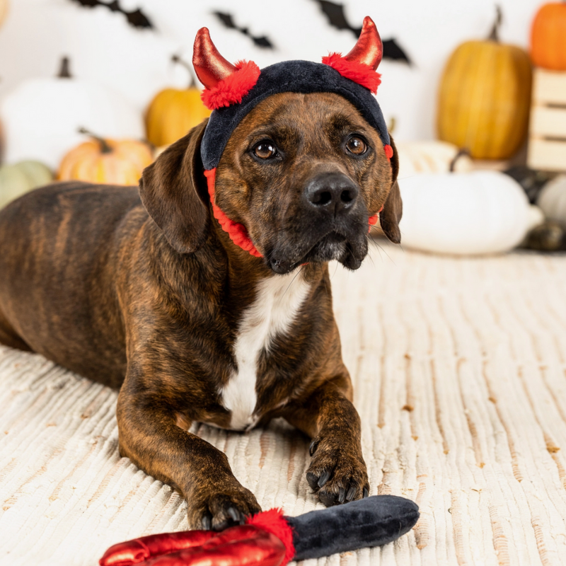 Cute Lil Devil Dog Costume Toy Halloween Red