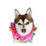 Birthday Celebration Collar - DOG BABY™