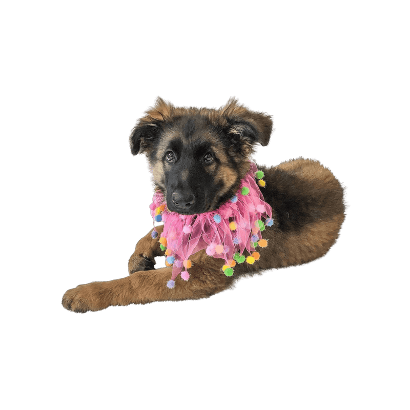 Birthday Celebration Collar - DOG BABY™