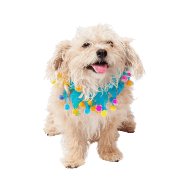 Birthday Celebration Collar - DOG BABY™