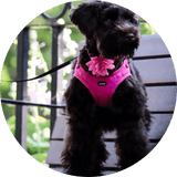Petite Microfiber Harness - DOG BABY™