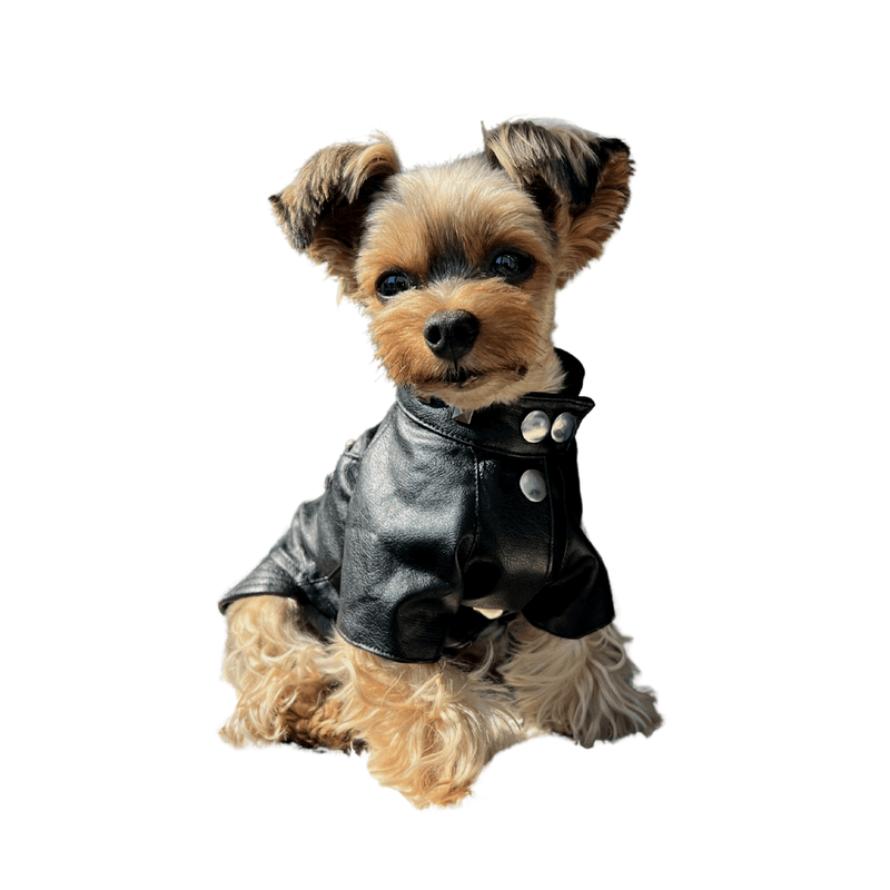 Punked Studded Moto Jacket - DOG BABY™