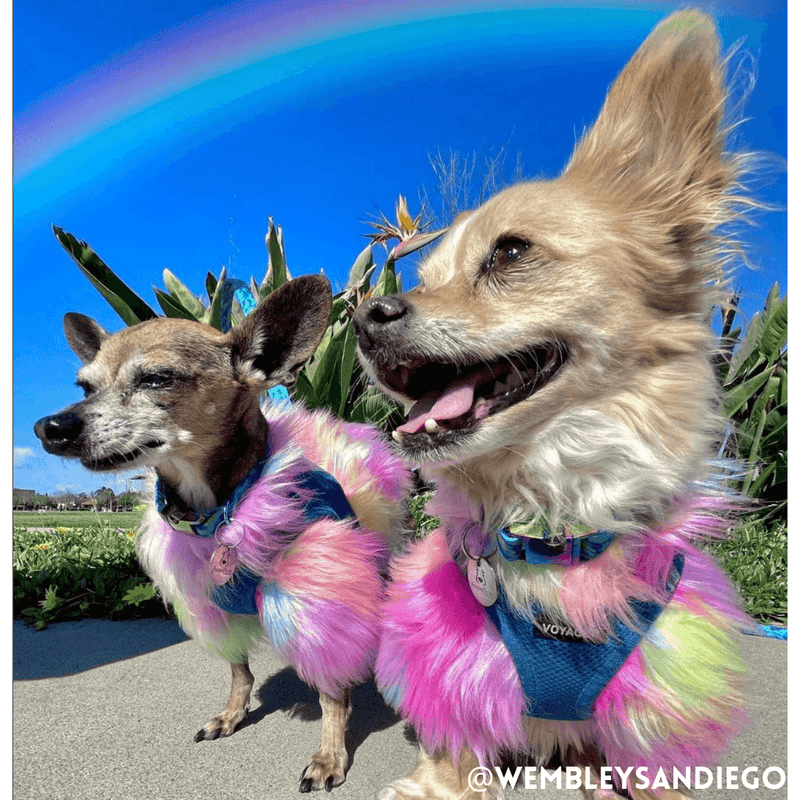 Rainbow Floof Sweater - DOG BABY™