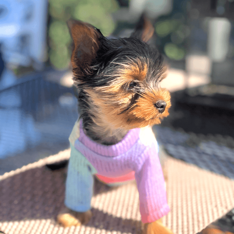 Rainbow Sweater - DOG BABY™