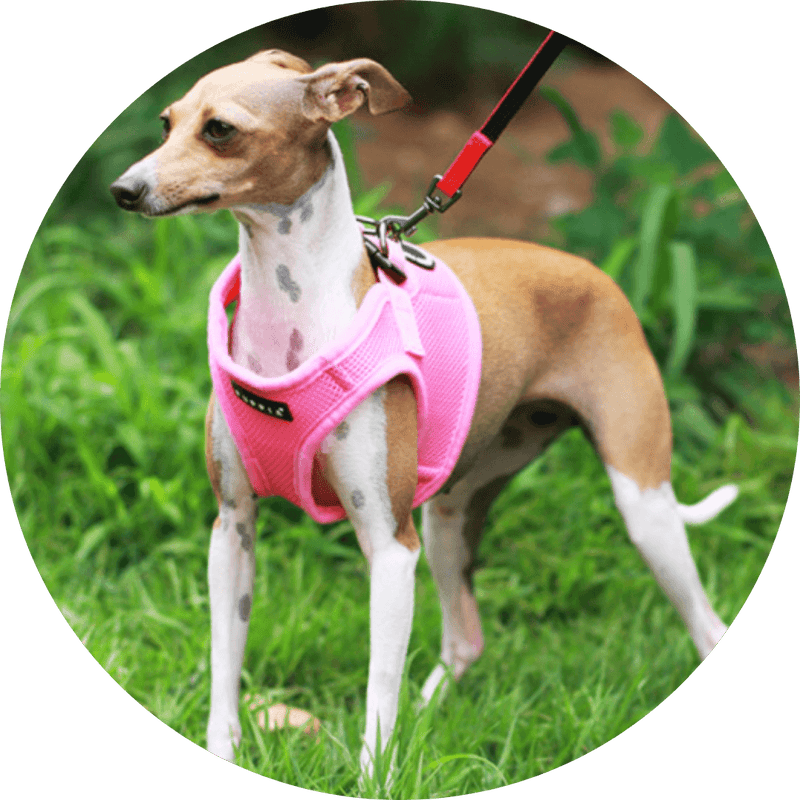 Soft Step-In Harness B - DOG BABY™