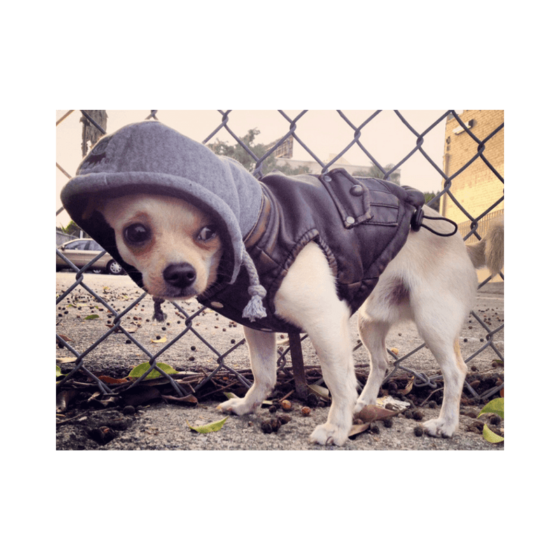 Vintage Bomber Jacket - DOG BABY™